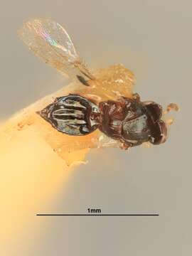 صورة Aprostocetus ceroplastae (Girault 1916)