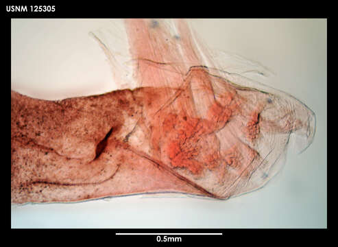 Image of Tetrachaelasma Newman & Ross 1971