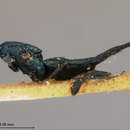 صورة Euderus lividus (Ashmead 1886)