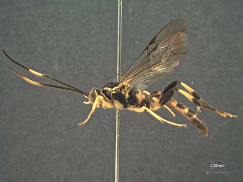 Image of Ichneumon Linnaeus 1758