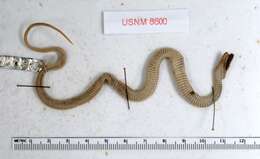 Image of Narrowhead Garter Snake