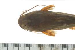 Image of Catfish