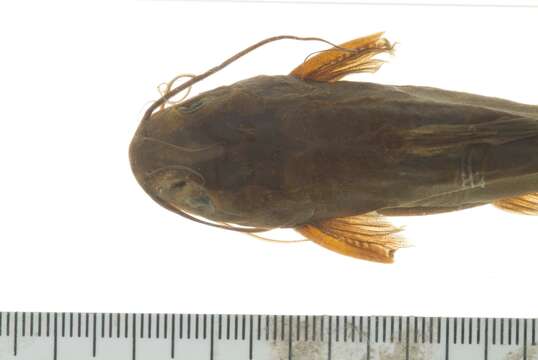 Image of Catfish