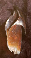 Image of Atlantic bird squid