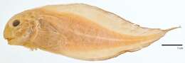 Image of Round snailfish