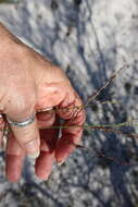 Image of cutthroat grass