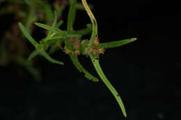 صورة Ammannia coccinea Rottb.