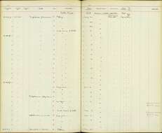 Image of Empidonax flavescens flavescens Lawrence 1865