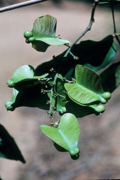 Image of Serjania caracasana (Jacquin) Willdenow