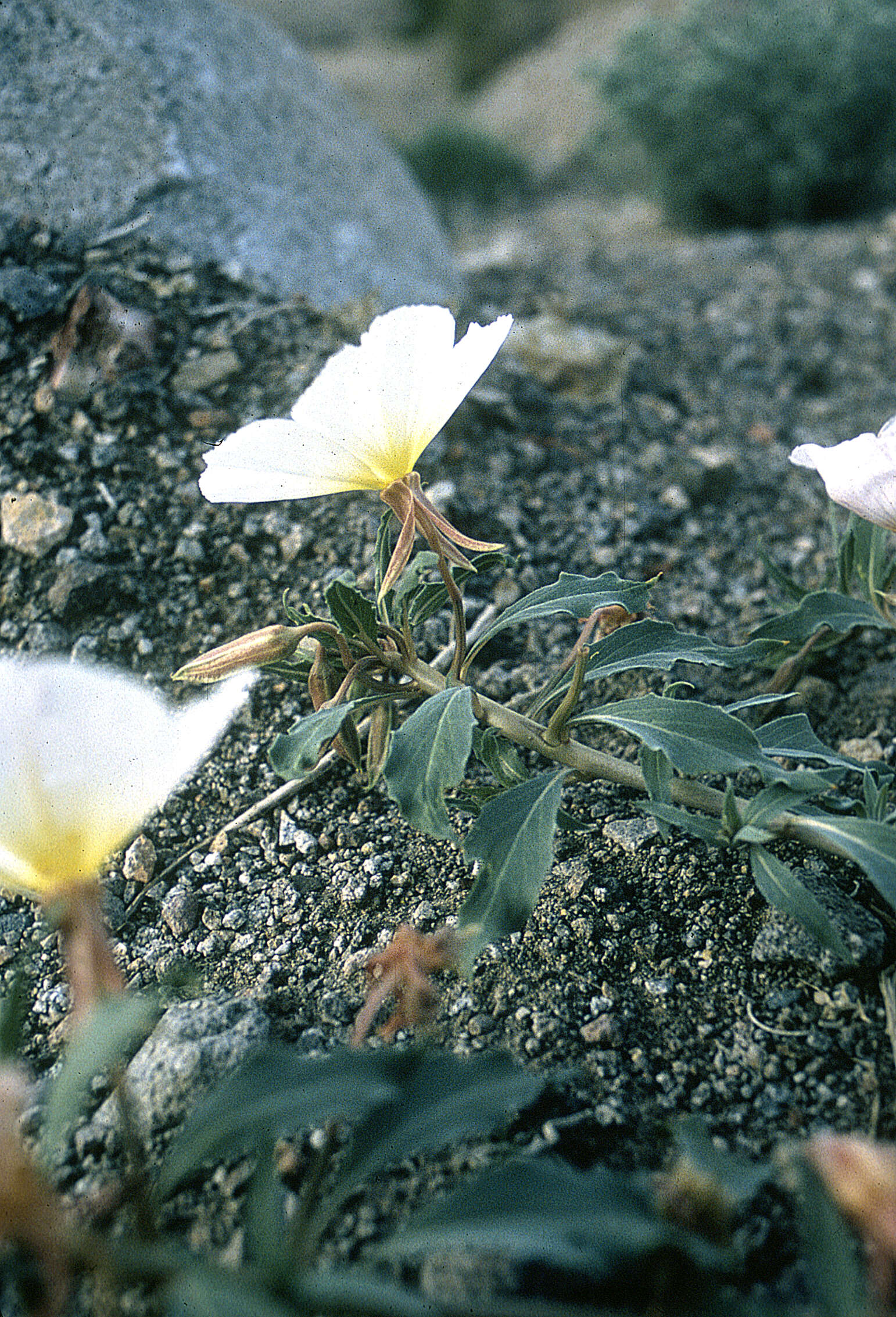 Imagem de Oenothera deltoides subsp. ambigua (S. Wats.) W. Klein