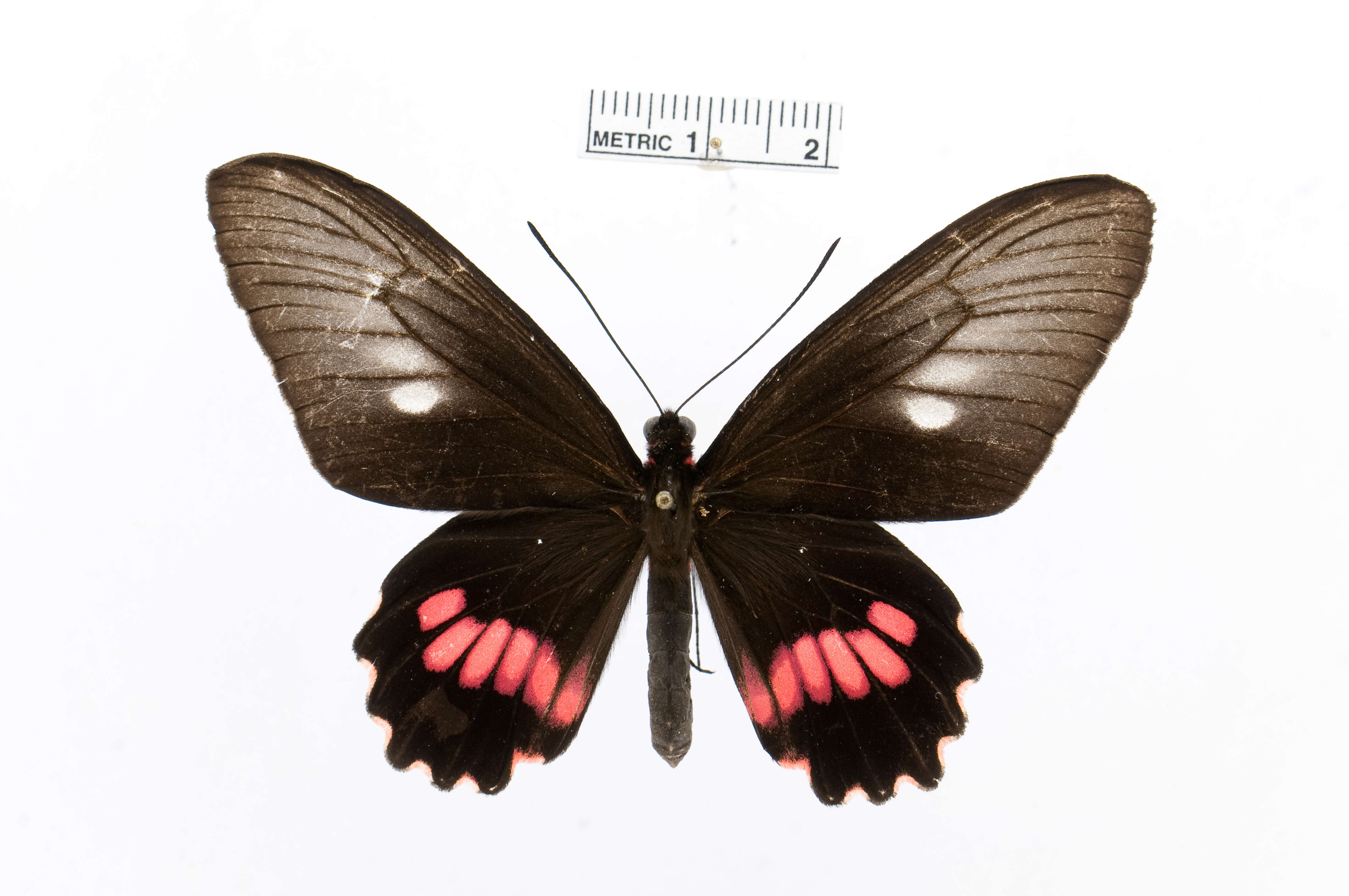 Image of Parides neophilus (Geyer 1837)