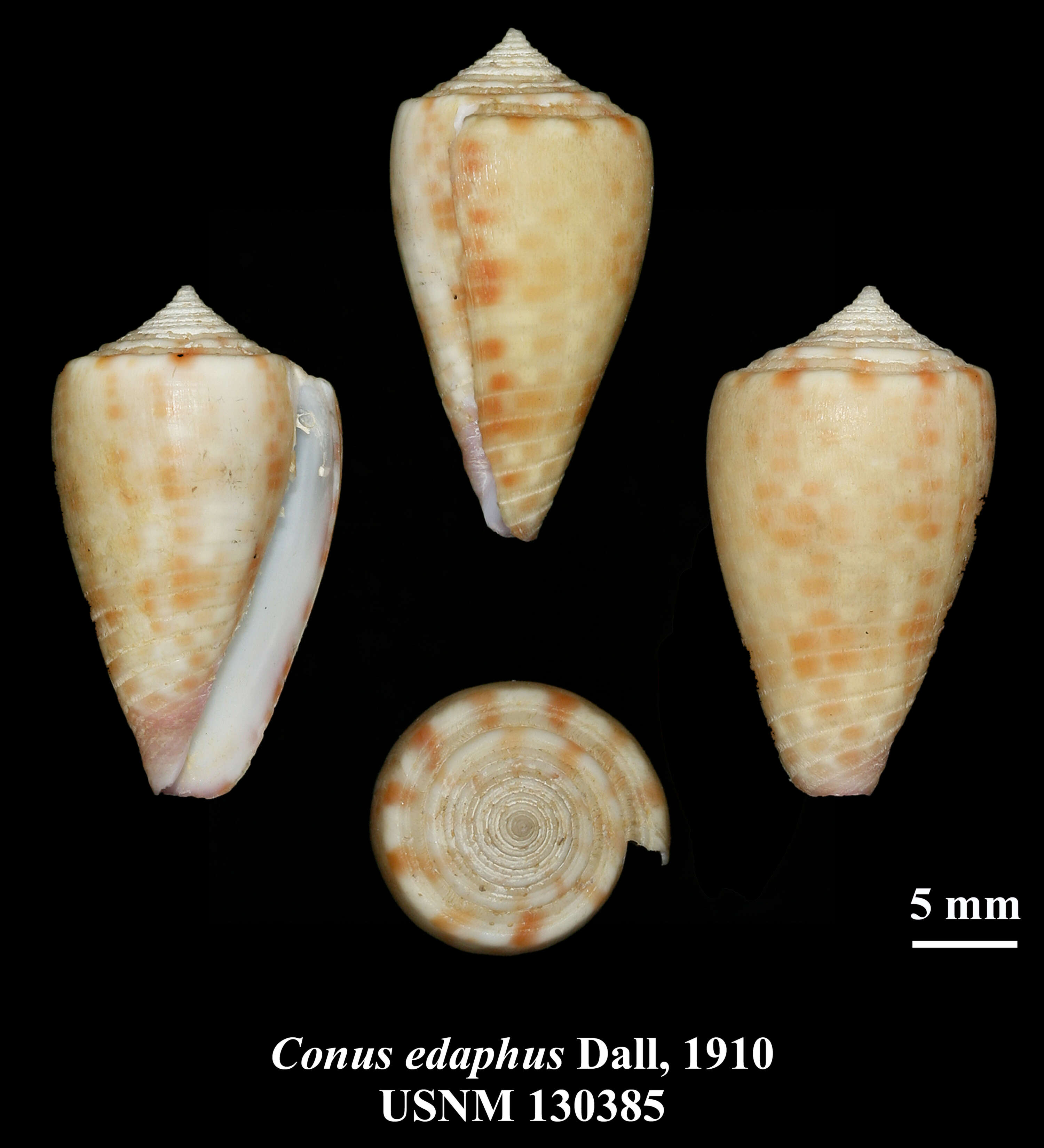 Image of Conus edaphus Dall 1910