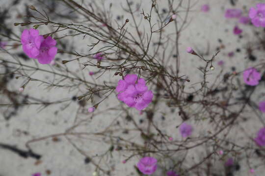 Image of threadleaf false foxglove