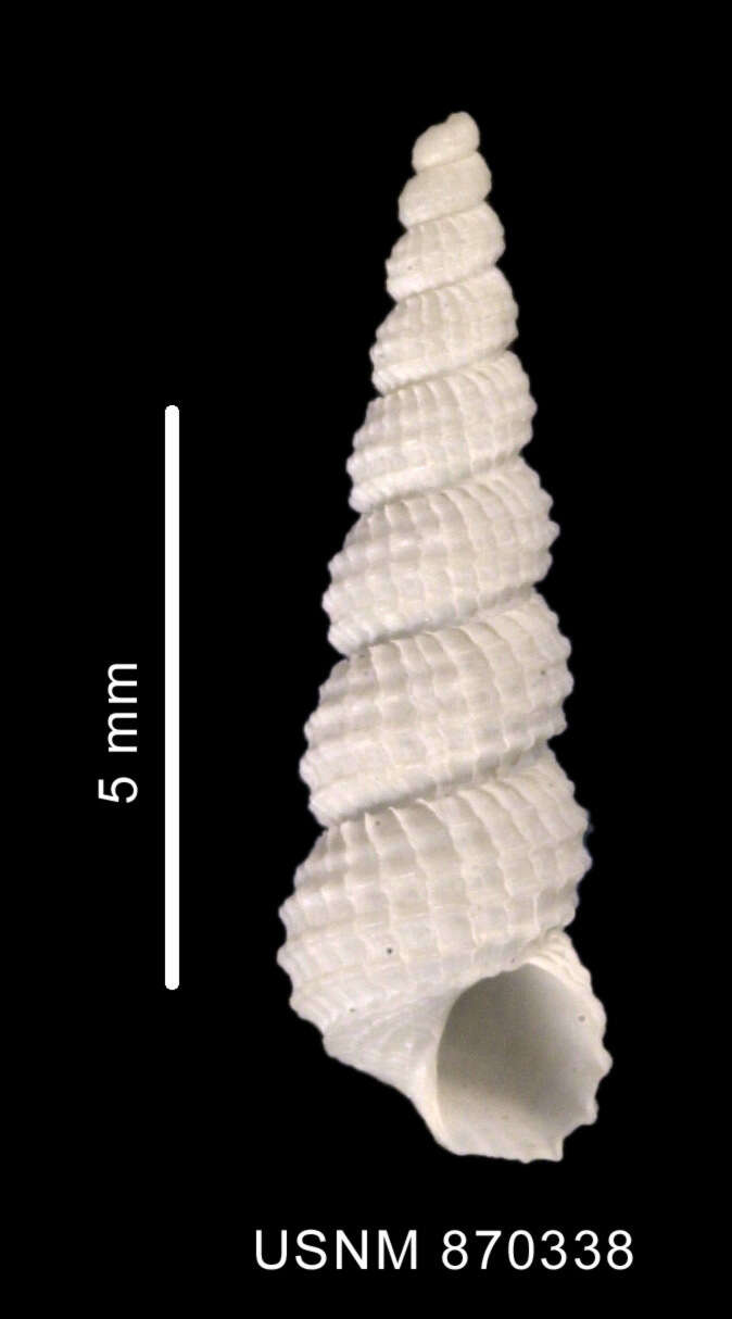 Image of Epitonium magellanicum (Philippi 1845)