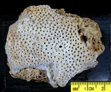 Image of pore coral