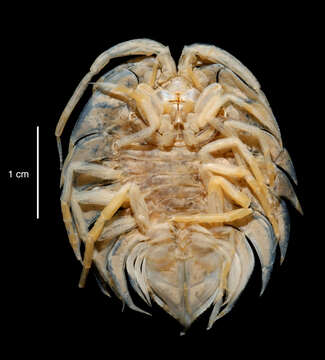 Image of Ceratoserolis Cals 1977