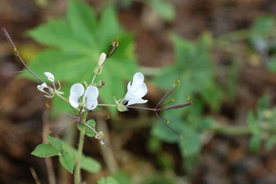 Слика од Gynandropsis