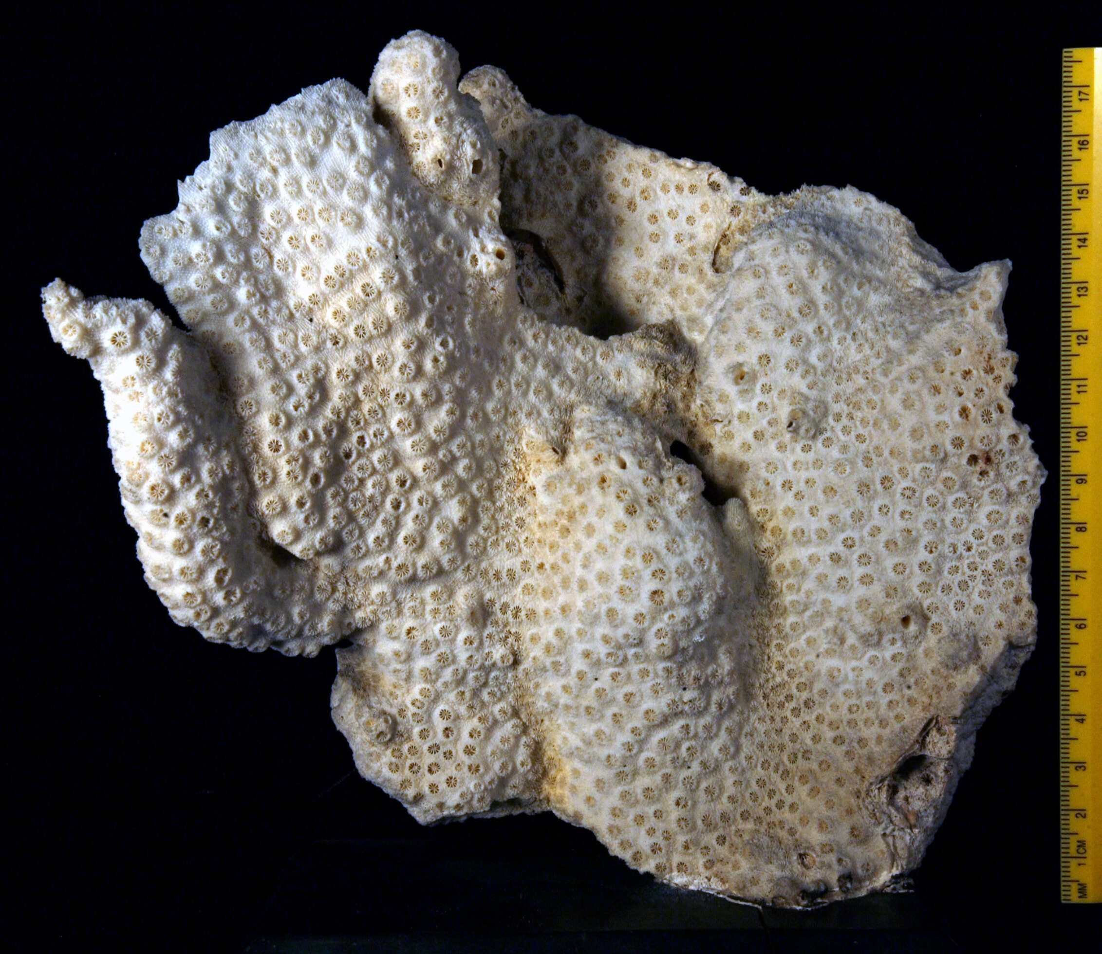 Image of Vase coral