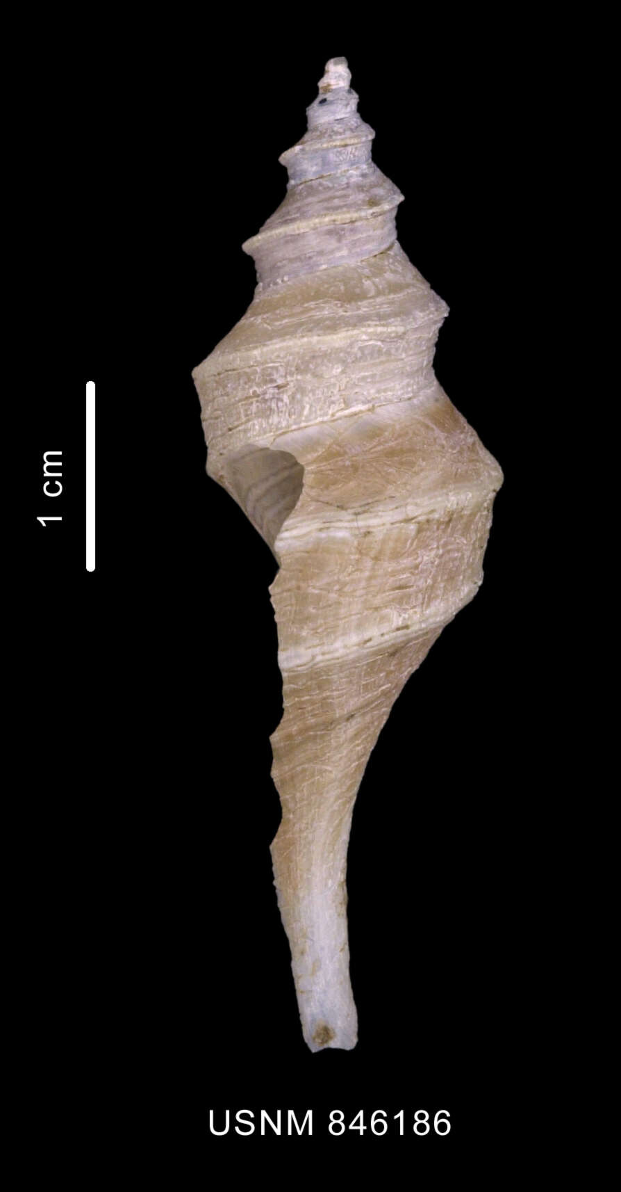 Plancia ëd Aforia magnifica (Strebel 1908)