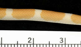 Image of Blanford's Bridal Snake