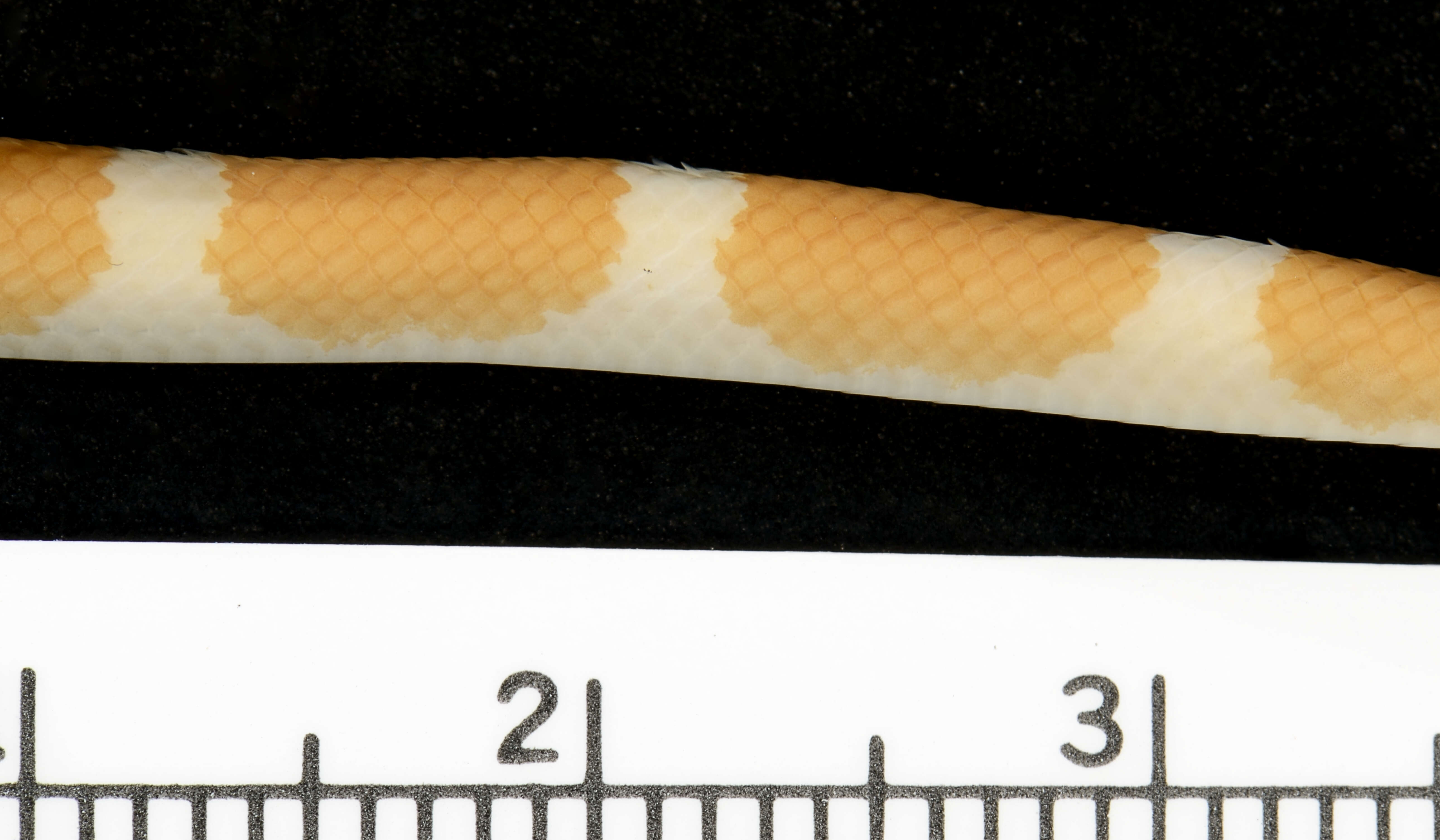 Image of Blanford's Bridal Snake