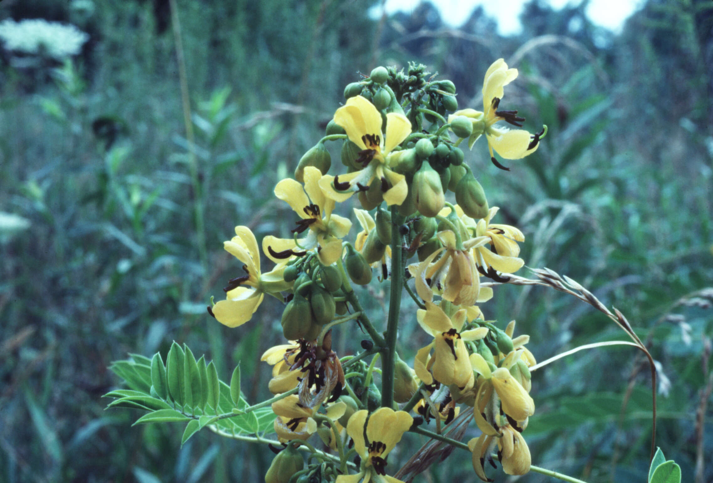 Image of American senna