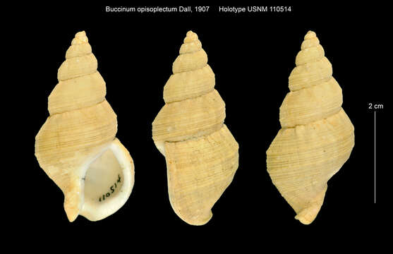 Image de Buccinum opisoplectum Dall 1907