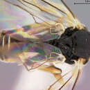 Image of Alphomelon citroloma Deans 2003