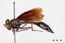 Image of <i>Monoceromyia petersi</i> Snn.