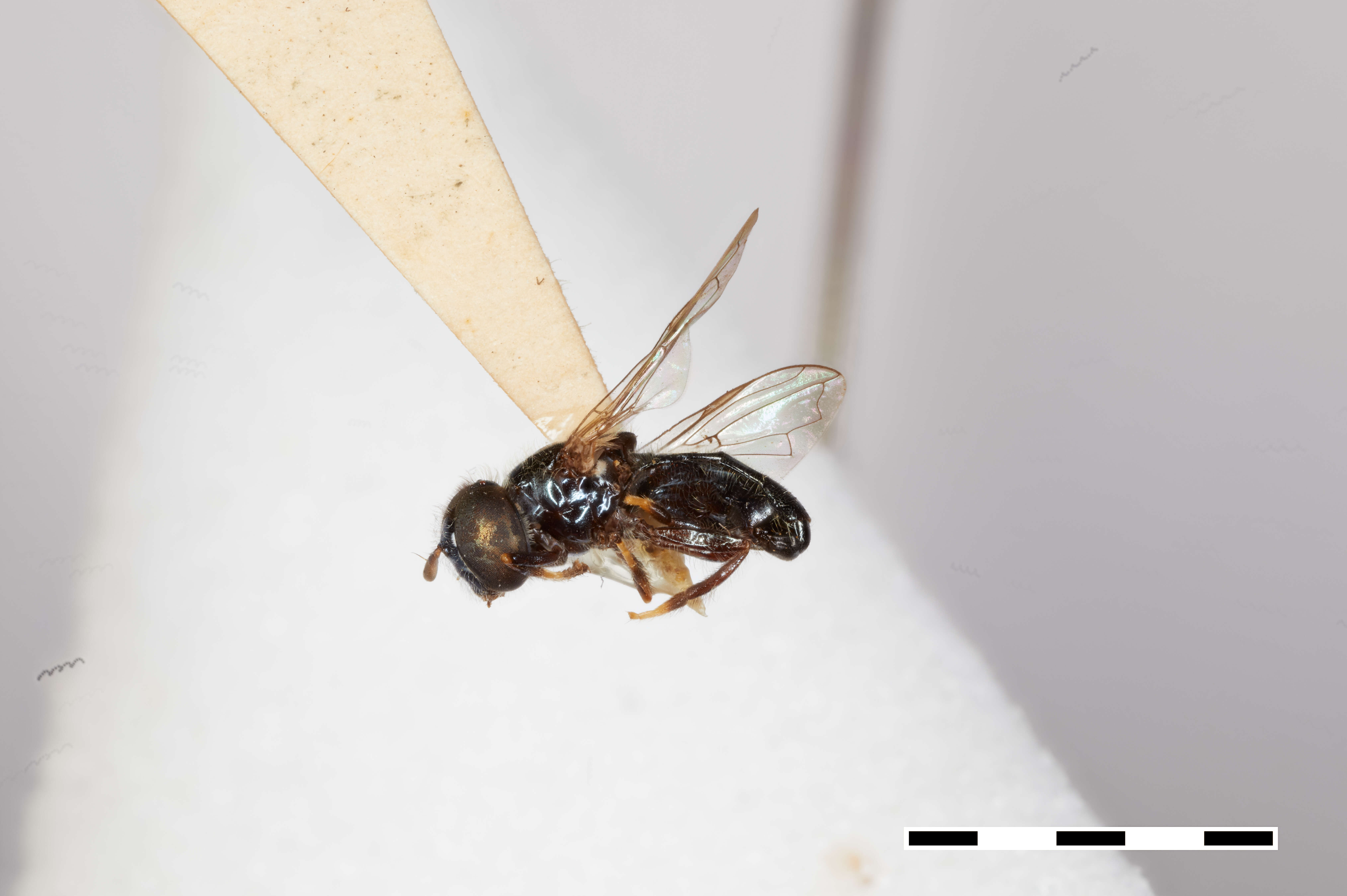 Image of Trichopsomyia antillensis Thompson 1981