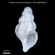 Image of Kurtziella cerina (Kurtz & Stimpson 1851)