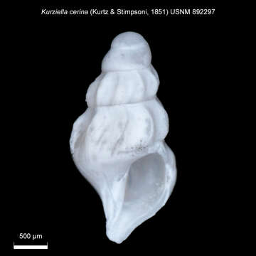 Image de Kurtziella cerina (Kurtz & Stimpson 1851)