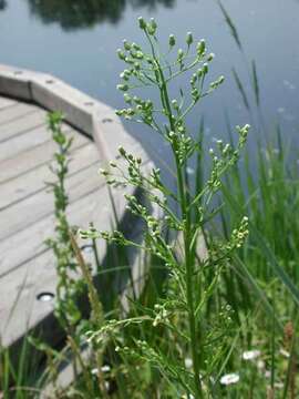 Imagem de Conyza canadensis var. canadensis