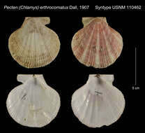 Image of Pecten O. F. Müller 1776