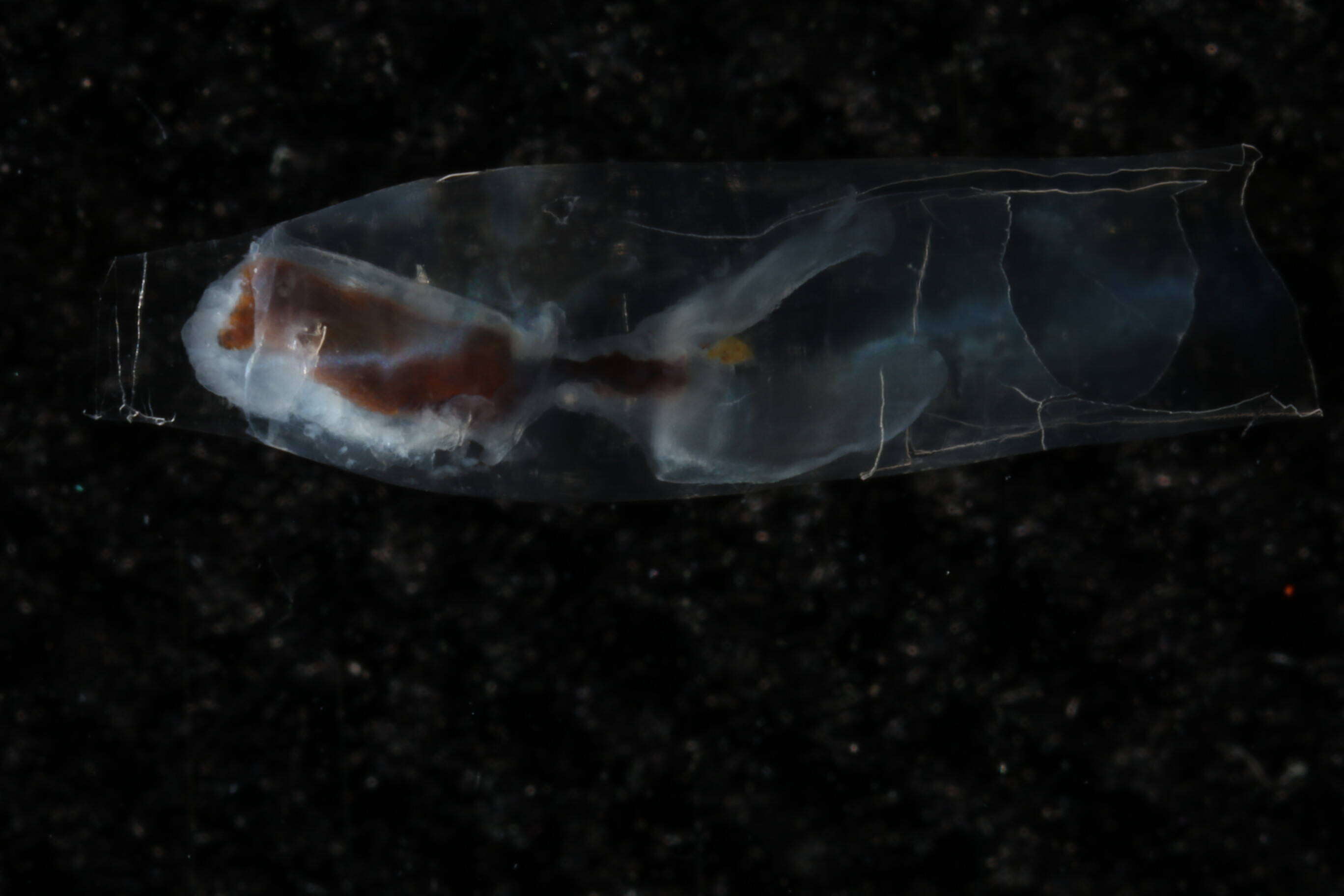 Image of cigar pteropod