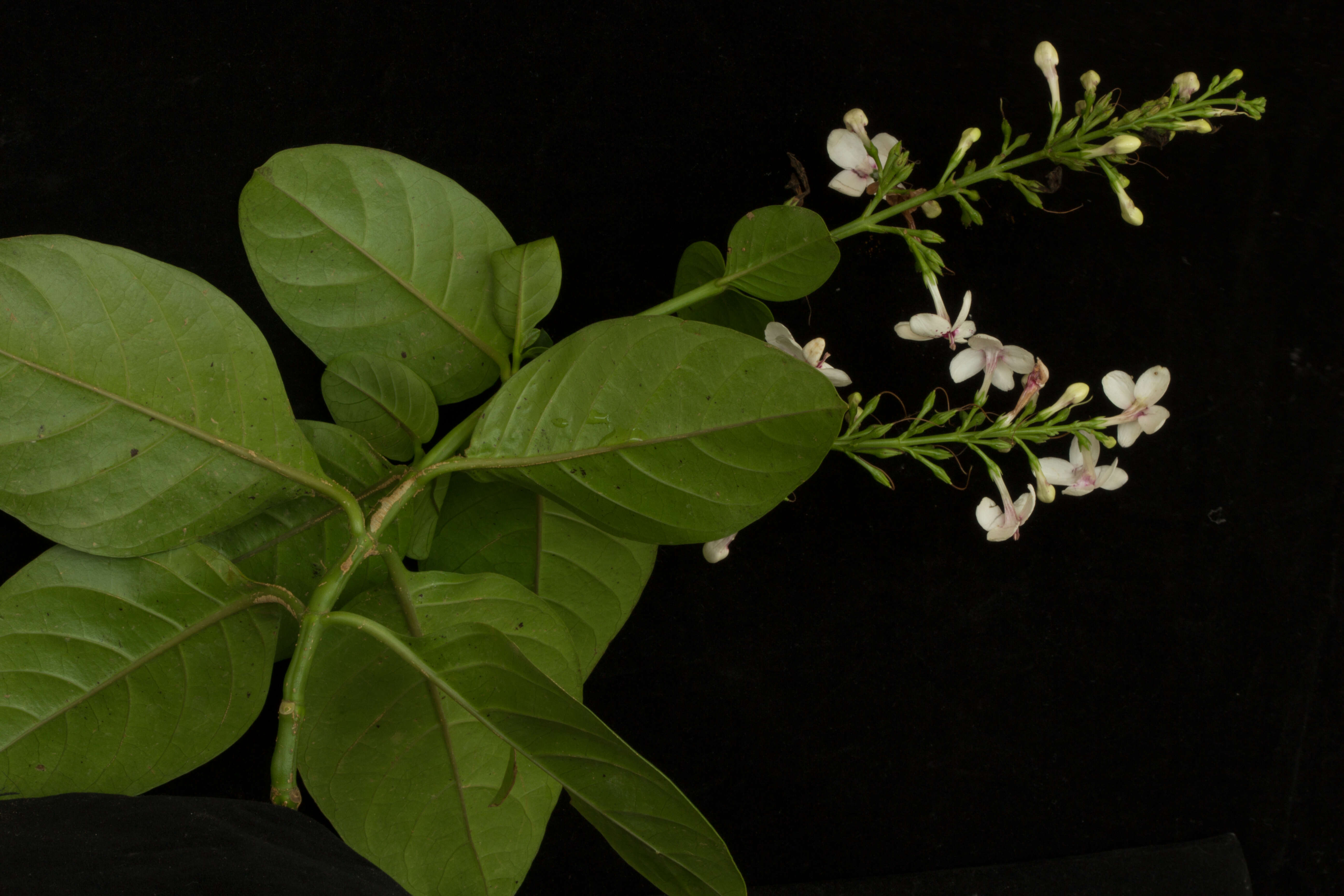 Pseuderanthemum carruthersii (Seem.) Guill. resmi