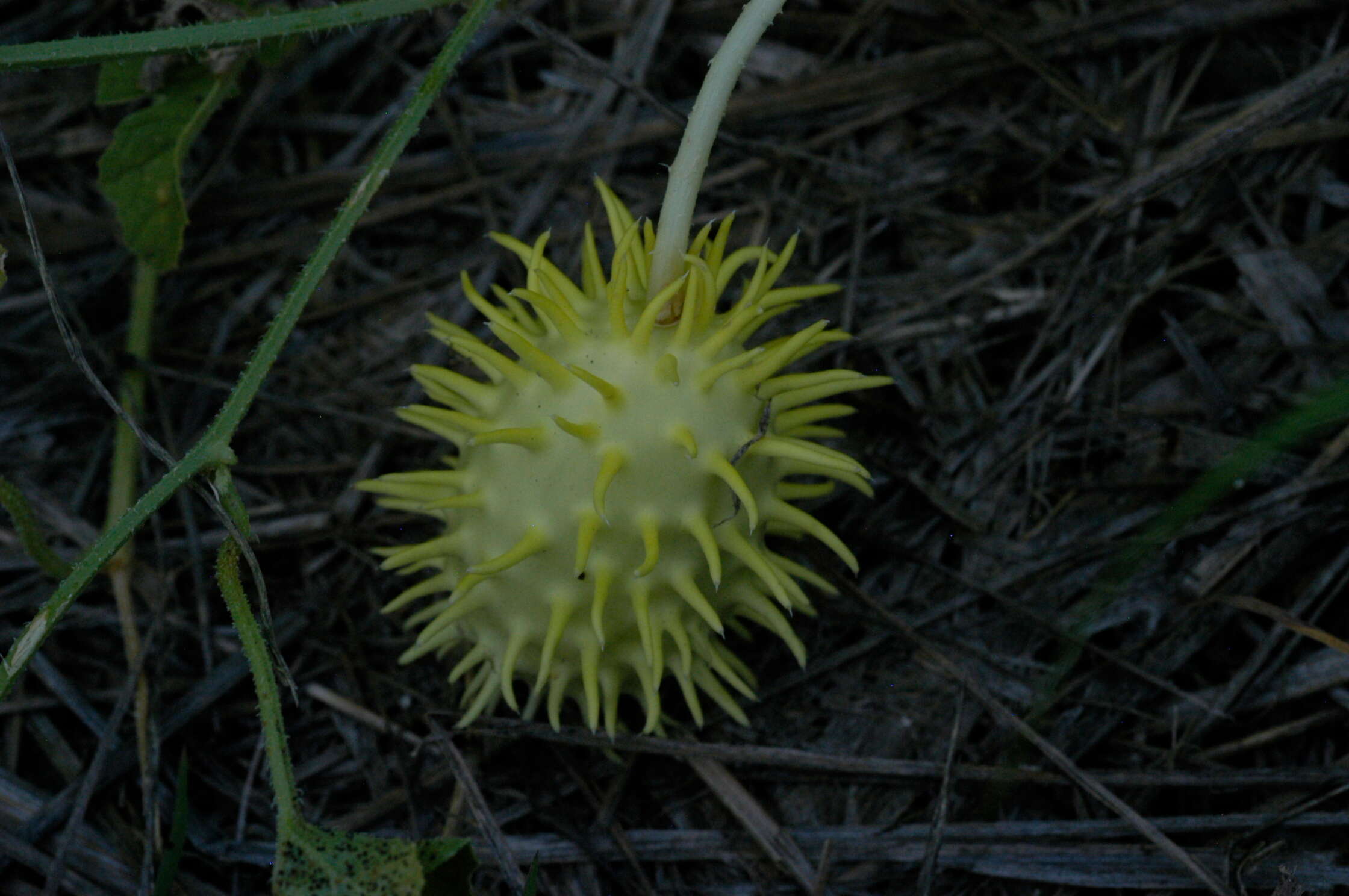 Image of West Indian gherkin