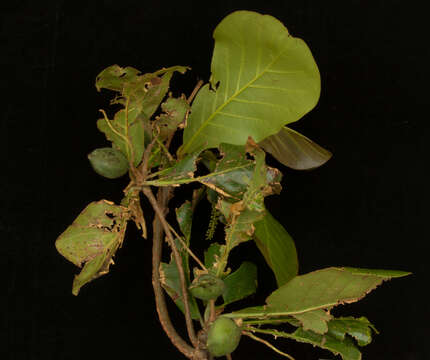 Image of tropical-almond