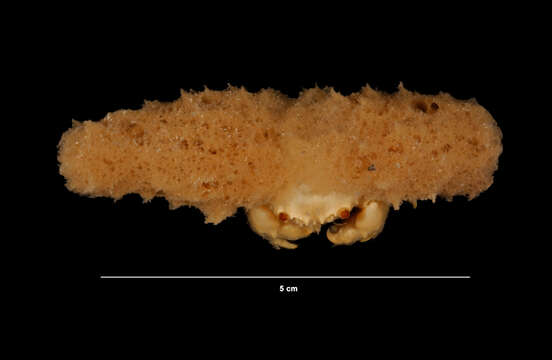 Image of Moreiradromia Guinot & Tavares 2003