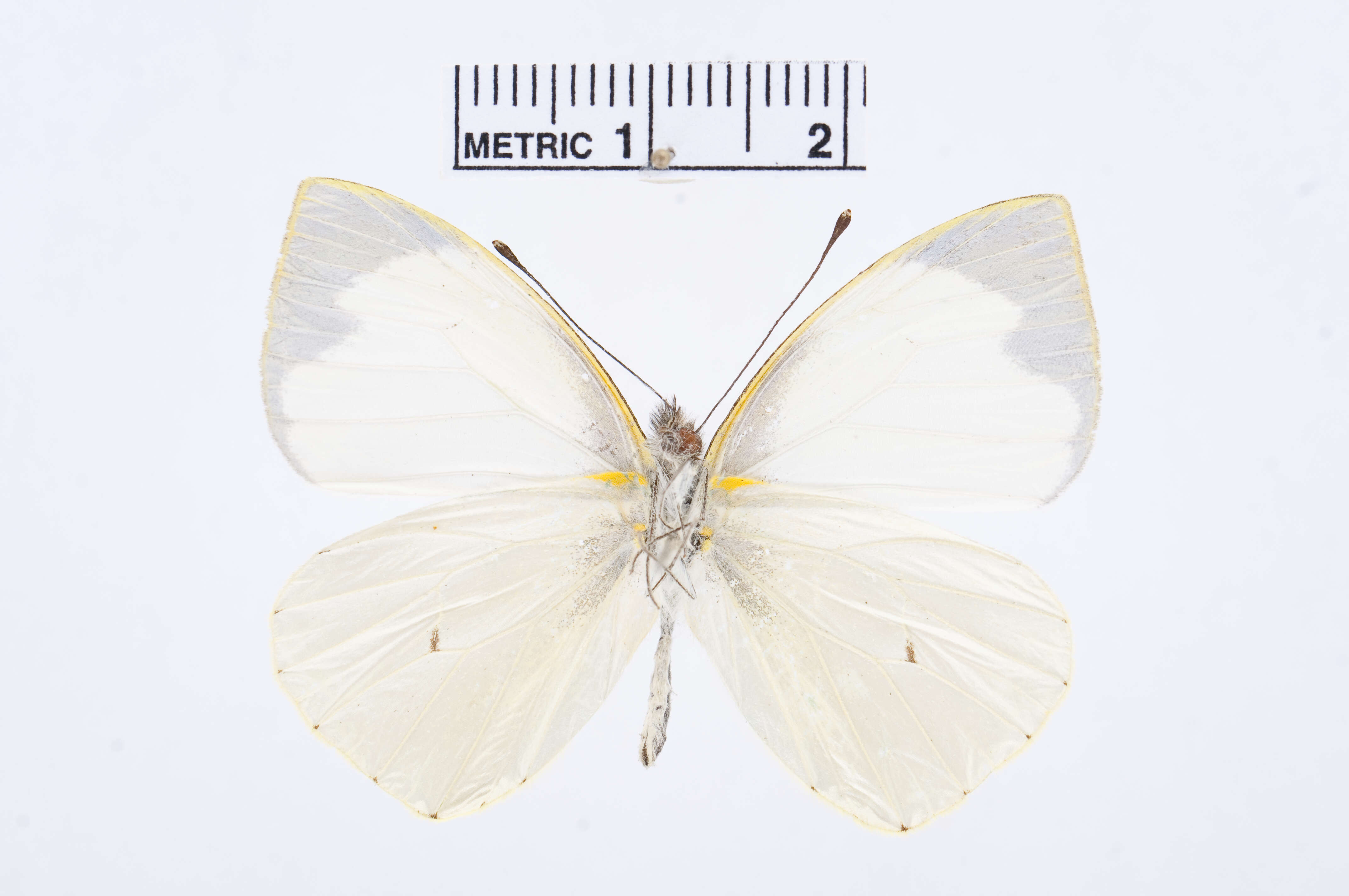 Image de Leptophobia eleusis (Lucas 1852)