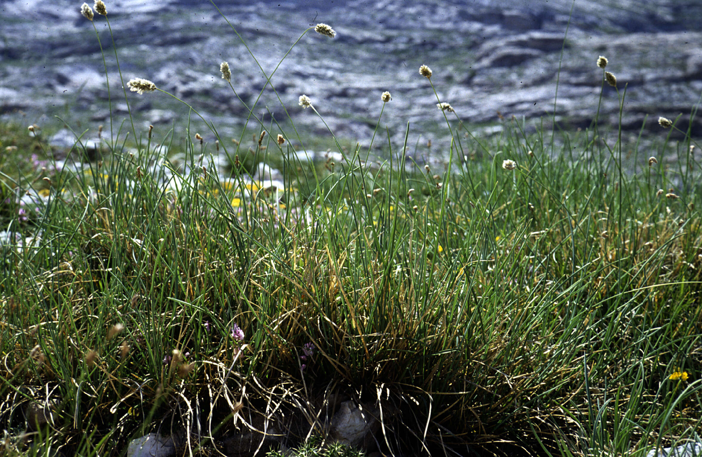 Imagem de Sesleria Scop.