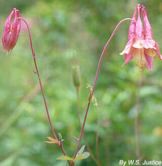 Image of red columbine