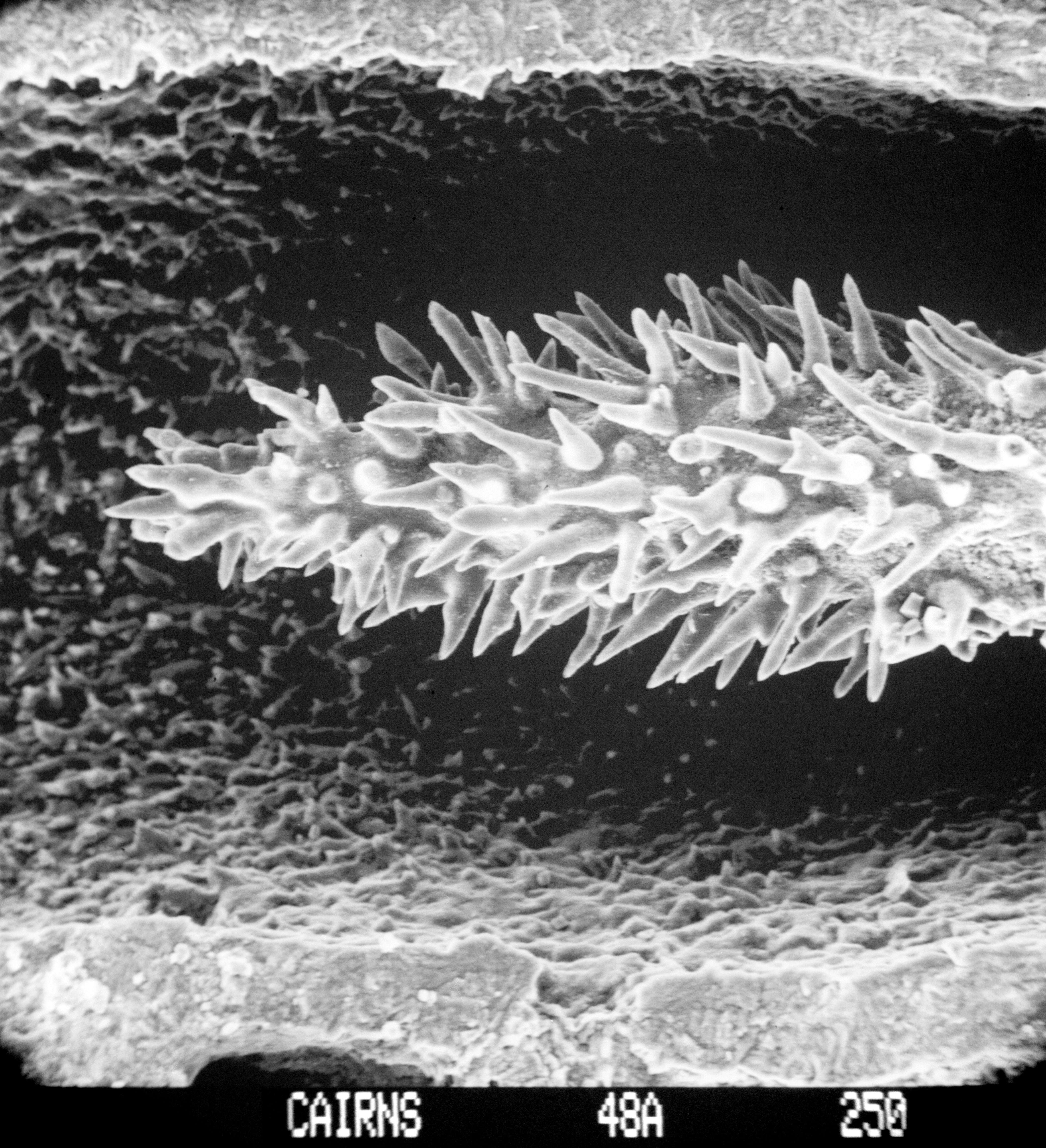 Image of Lepidopora granulosa (Cairns 1983)