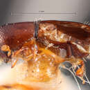 Image of Xyleborus pecanis Hopkins