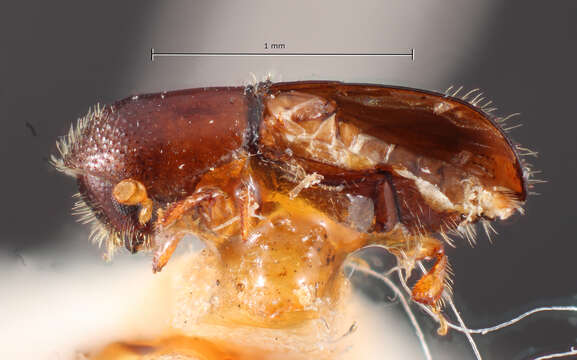 Image of Xyleborus pecanis Hopkins