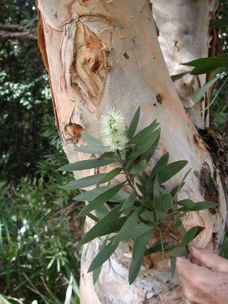 Image of punktree