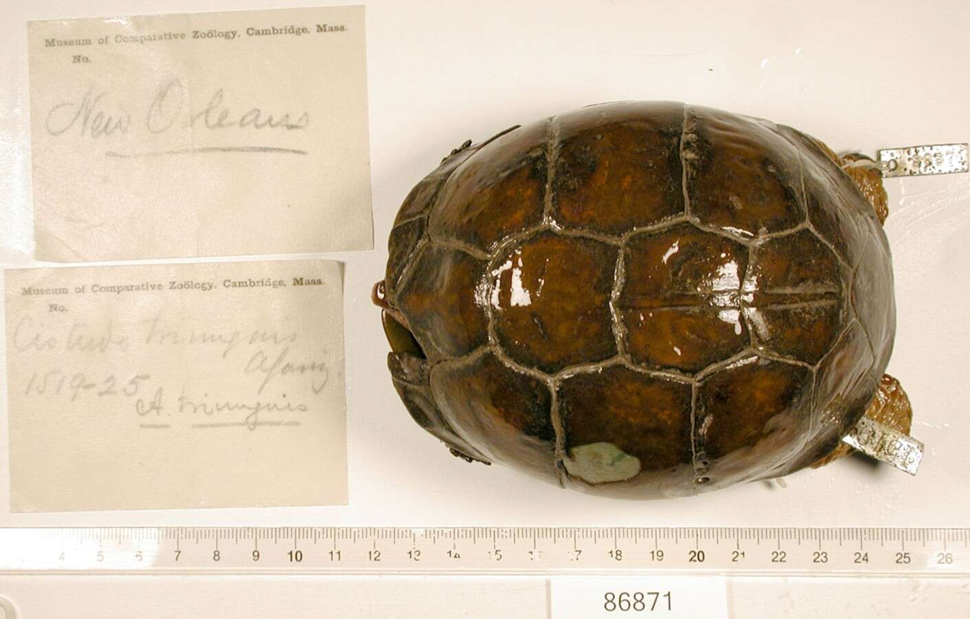 Image of Three-toed box turtle