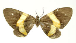 Image of Erateina flavisecta Dognin 1910
