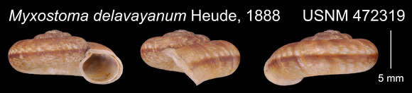 Imagem de <i>Myxostoma delavayanum</i> Heude