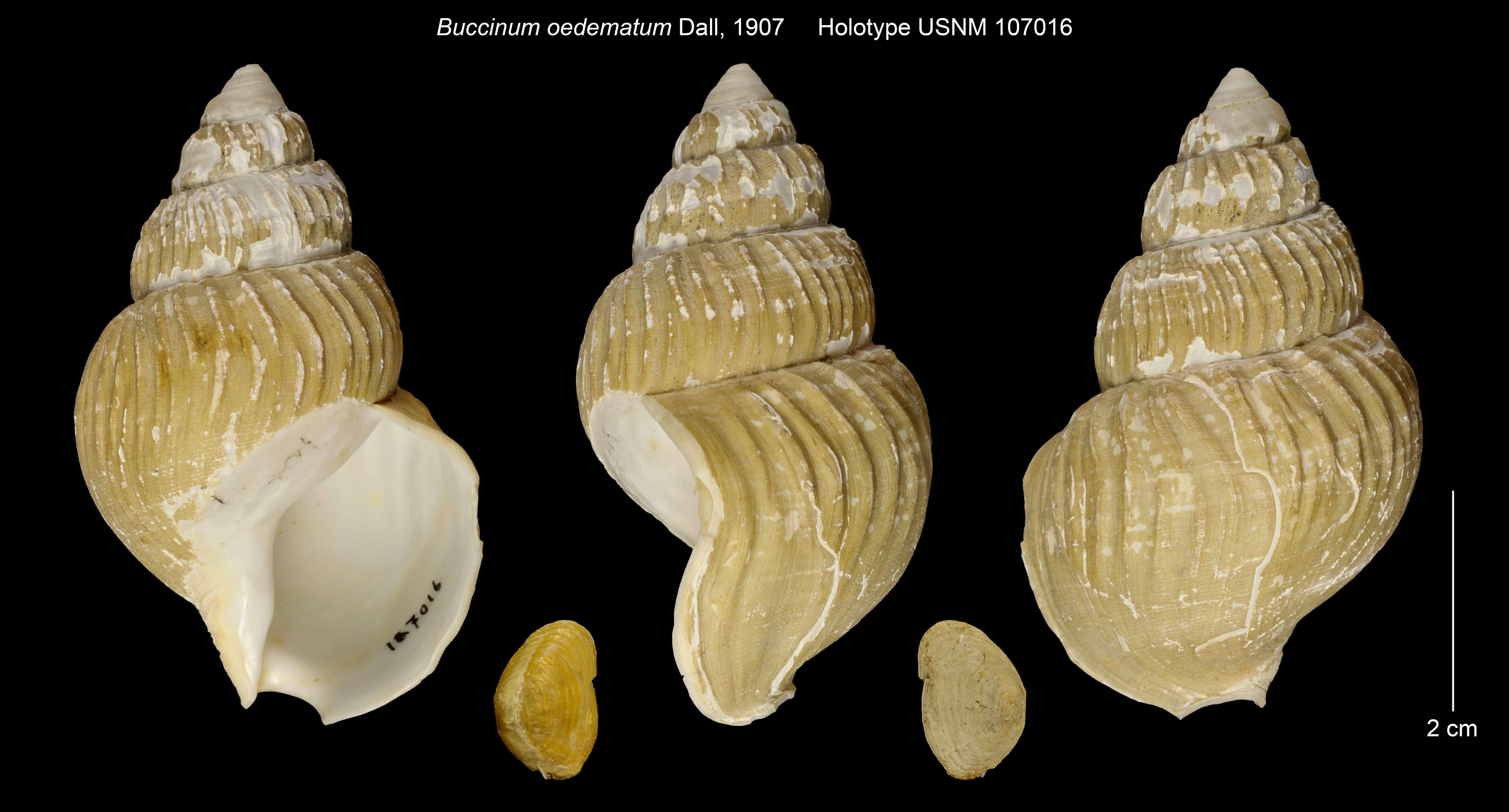 Sivun Buccinum oedematum Dall 1907 kuva